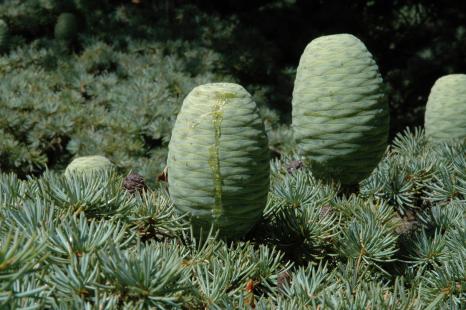 Cedrus libani