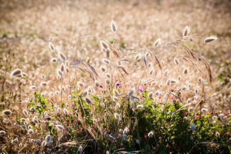 Les chercheurs ont constaté que le taux d’infection augmentait en général quatre jours après un pic de pollen