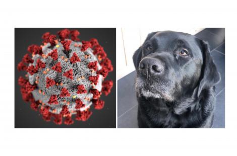 Plusieurs pays ont déjà intégré cette technique dans leur protocole de dépistage « de masse »