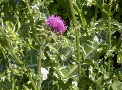 Chardon-marie, Silybum marianum
