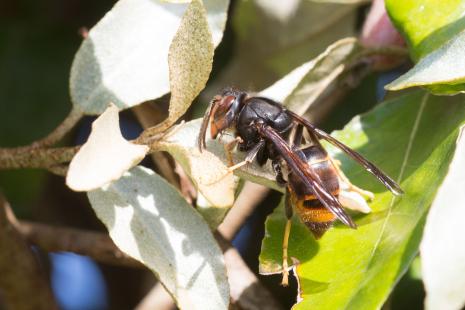 Les facteurs responsables sont à 48 % les hyménoptères (abeilles, guêpes frelons) chez l'adulte