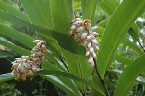Alpinia zerumbet