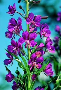 Epilobium angustifolium