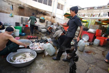 Trois maladies infectieuses émergentes sur quatre ont l’animal pour origine