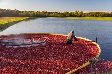 Récolte de baies de canneberge dans une plantation du Michigan, aux Etats-Unis