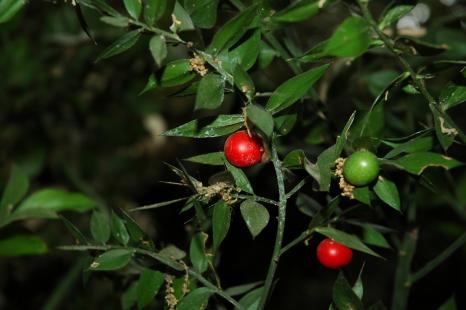 Petit houx, Ruscus aculeatus