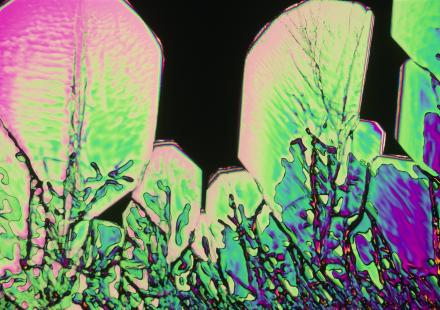 Cristaux de Xylitol. Microscopie en lumière polarisée, grossissement x8 (en 3,5 cm).