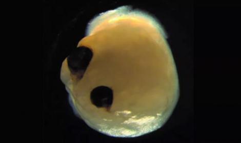 Une ébauche de visage