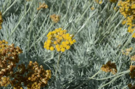 Helychrisum italicum