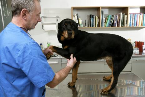Chez le chien, la douleur arthrosique se traduit classiquement par une baisse d’activité