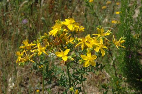 Millepertuis (Hypericum perforatum)