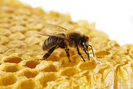 Un produit naturel plébiscité par les consommateurs