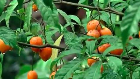 Iboga, Tabernanthe iboga, Apocynacées