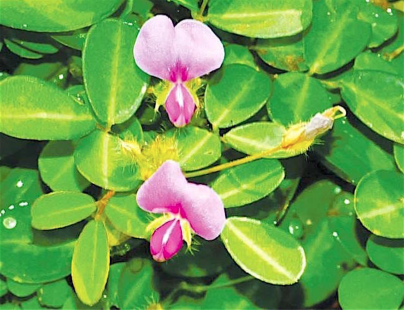Desmodium, Desmodium adscendens
