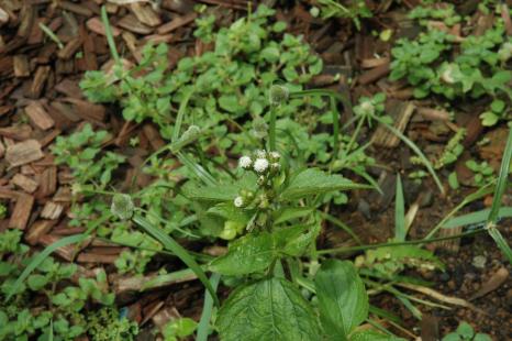 Chromoleana odorata