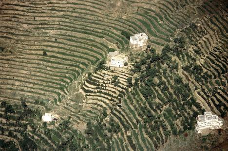 Culture de qat (Yémen)