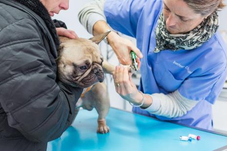La coupe des griffes doit être réalisée en moyenne tous les 2 ou 3 mois