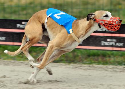Pour la première fois, le virus de la variole du singe a été détecté chez un animal domestique (un lévrier)