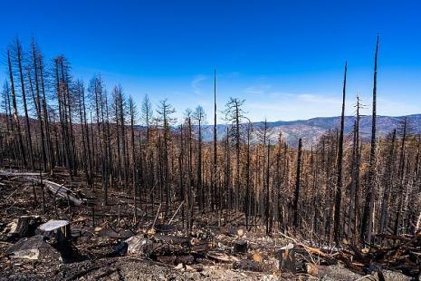 Les incendies seraient responsables de l'aggravation de 21 maladies infectieuses selon une étude