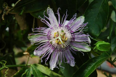 Passiflore, Passiflora incarnata