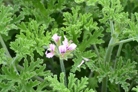 Géranium bourbon ou rosat (Pelargonium x aspermum) 