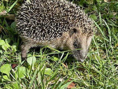 La législation française considère les hérissons d’Europe comme une espèce protégée
