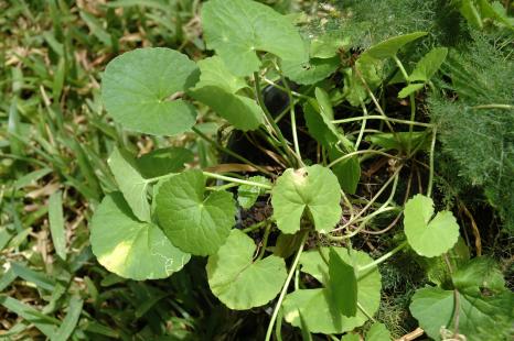 Hydrocotyle