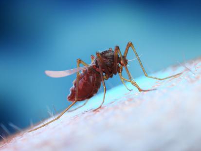 La présence de cette espèce résistante aux insecticides a été confirmée sur le continent africain dès 2012