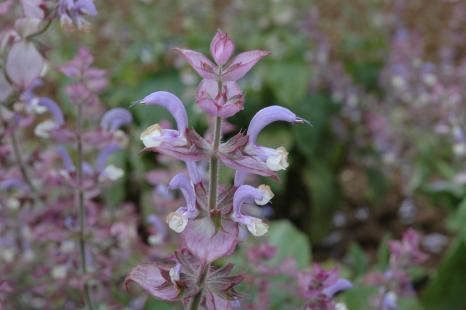 Sauge officinale (Salvia officinalis)