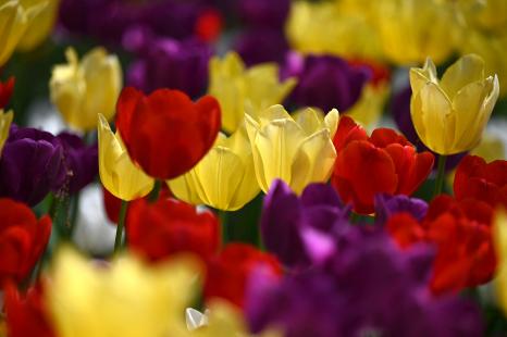 Le printemps succède forcément à l'hiver