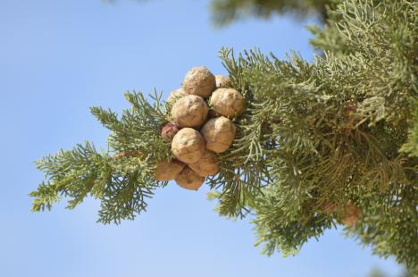 Cupressus sempervirens L., Cupressacées