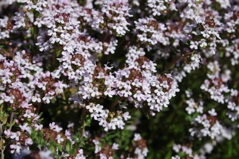 Thymus zygis L.