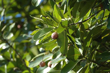 Calophylle