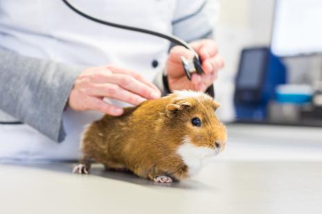Chez le cochon d’Inde adulte, le besoin journalier en vitamine C est de 15 à 20 mg/kg 