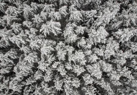 Forêt de sapins de Sibérie (Abies sibirica Ledeb., Pinacées)