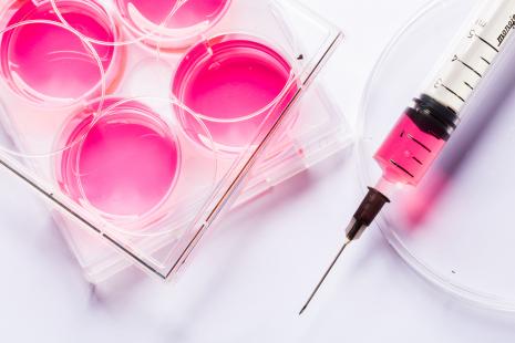 Culture de cellules souches.