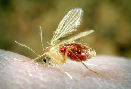 Chez le chien, l’infestation par Leishmania infantum résulte principalement d’une piqûre de phlébotome