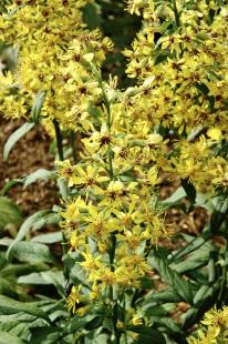 Solidage verge d'or (Solidago virgaurea)