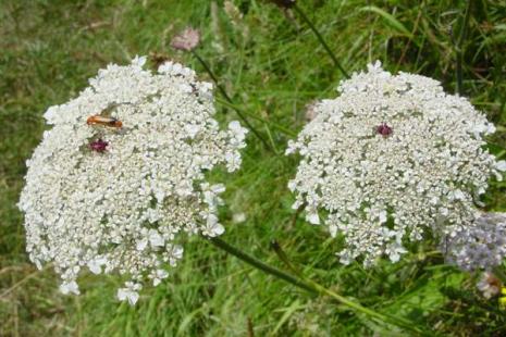 Daucus carota L. var sativa
