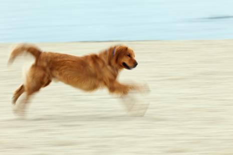 Les occasions sont nombreuses pour les propriétaires de chiens de recourir aux petits soins d'urgence
