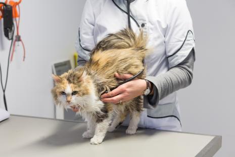 Pour les chats à poils longs, le brossage régulier permet de faire « respirer » la peau