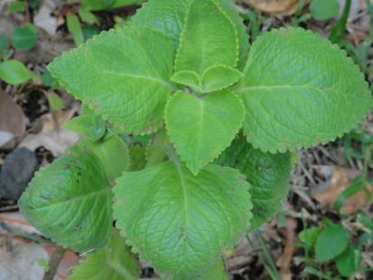 Plectranthus amboinicus