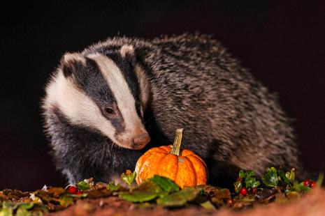 Le blaireau est particulièrement sensible à l’infection par  et ne présente bien souvent aucune manifestation de la maladie