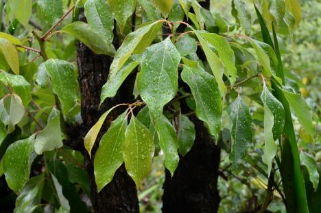 Cinnamomum camphora ravinstsara