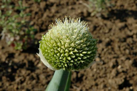Allium cepa