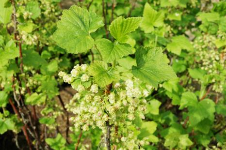 Ribes nigrum L., Grossulariacées