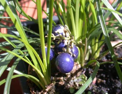 Ophiopogon japonicus, muguet du Japon