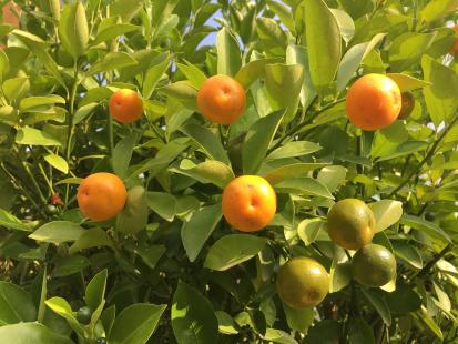 Mandarinier, 