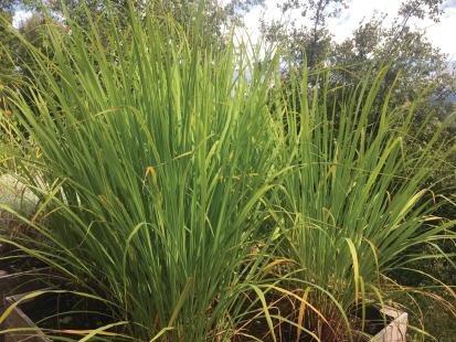 Cymbopogon citratus
