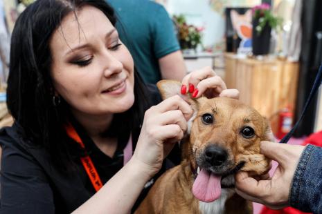 Les deux principales origines dermatologiques à la mauvaise odeur sont les oreilles et la peau